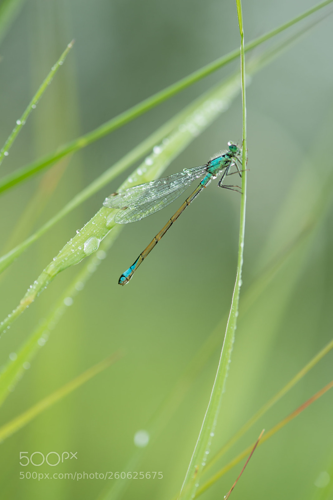 Nikon D800 sample photo. Eclatante de lumière photography