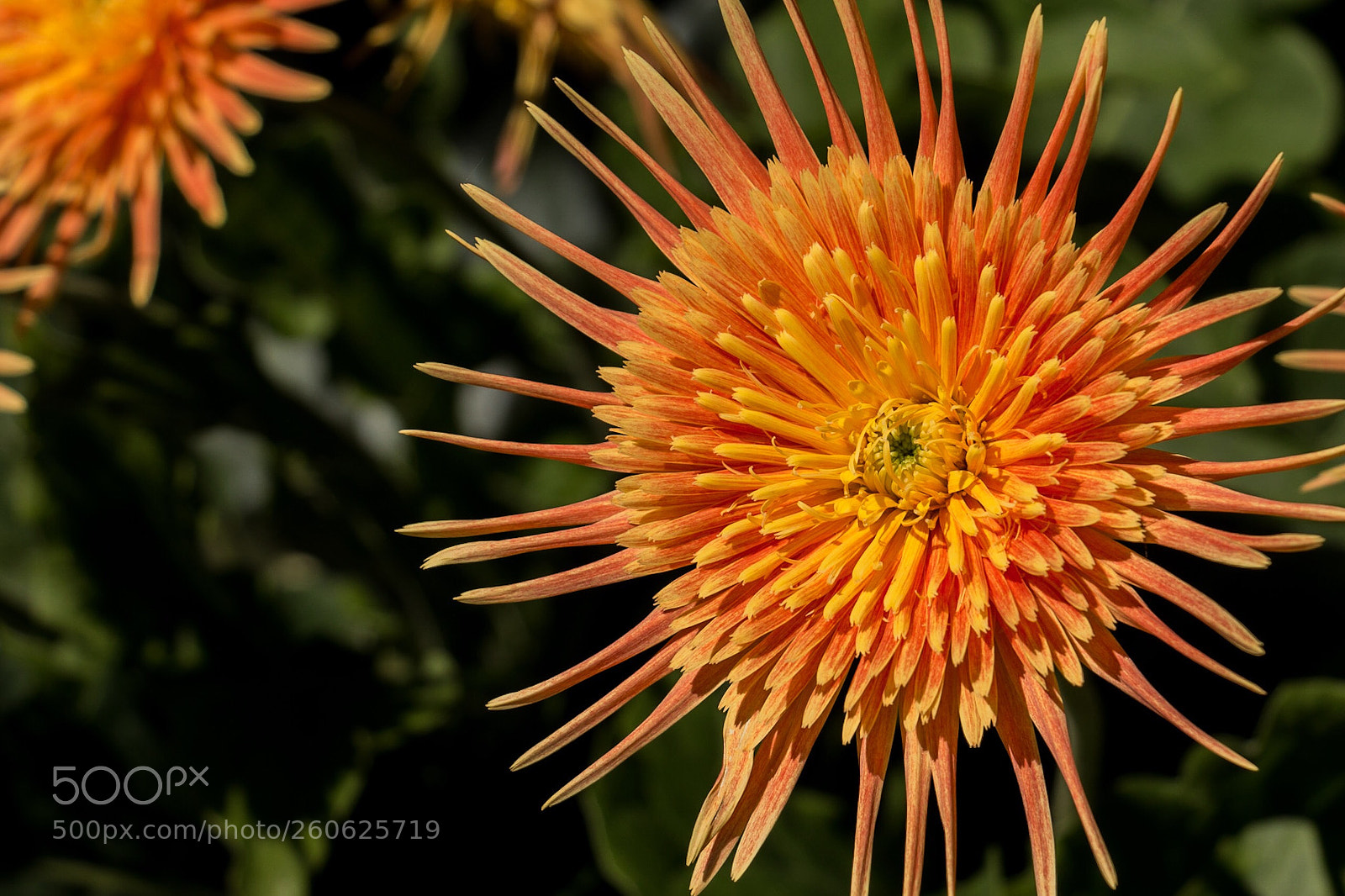 Canon EOS 70D sample photo. Sunburst photography