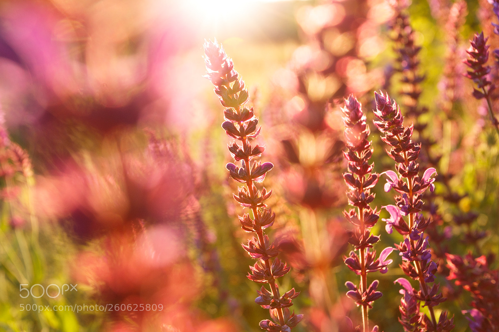 Canon EOS 6D sample photo. In the rays of photography