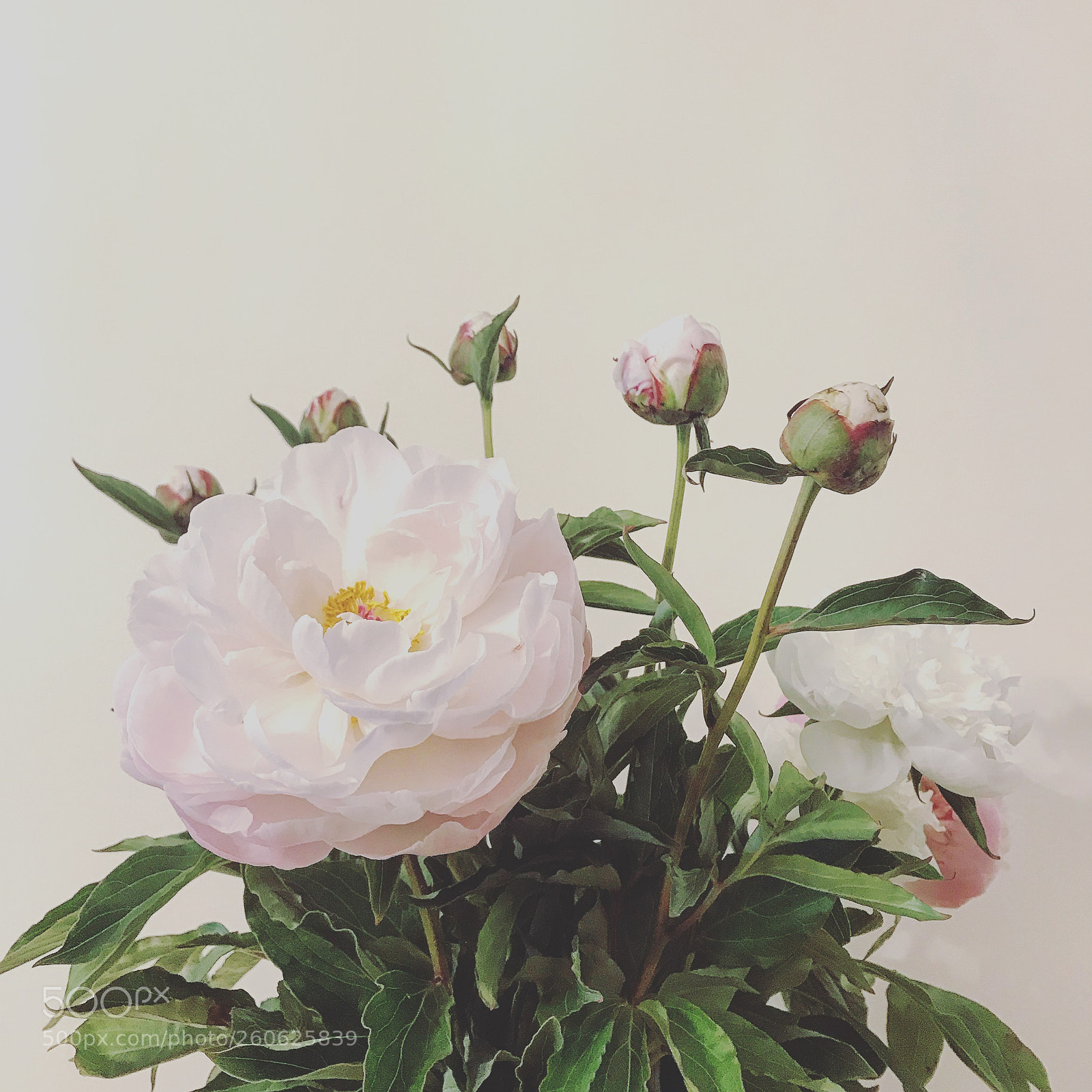 Apple iPhone 7 sample photo. Flwrs photography