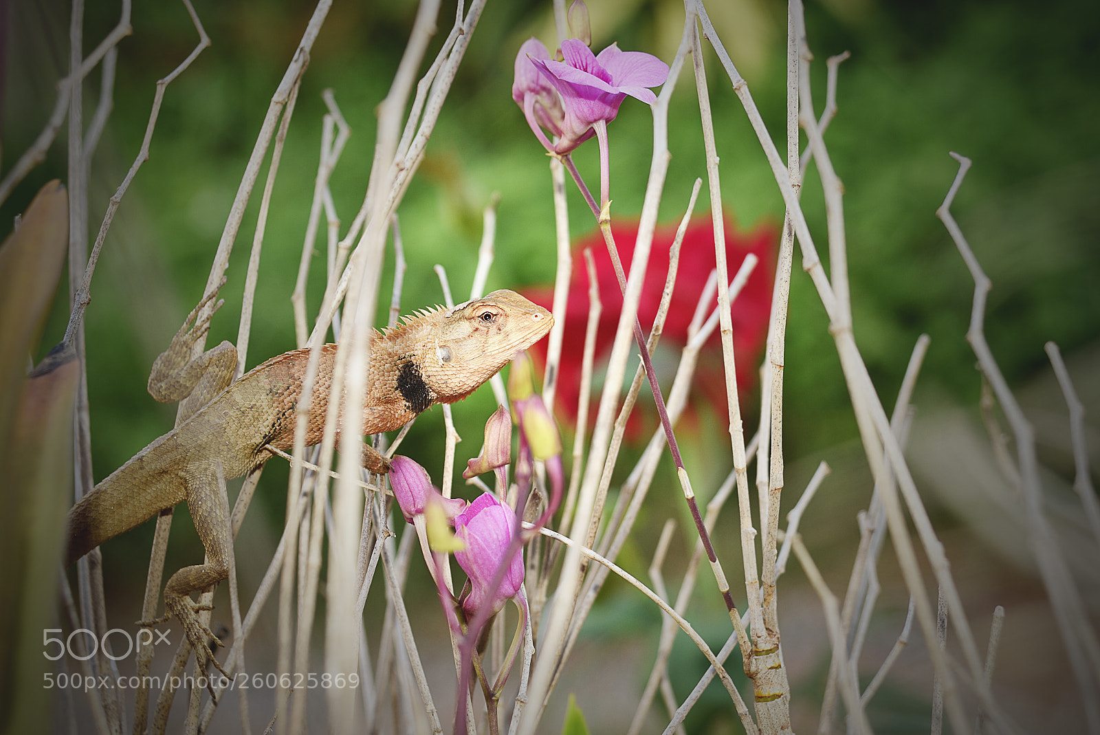 Nikon D750 sample photo. Dragon of asia ,camouflaged photography