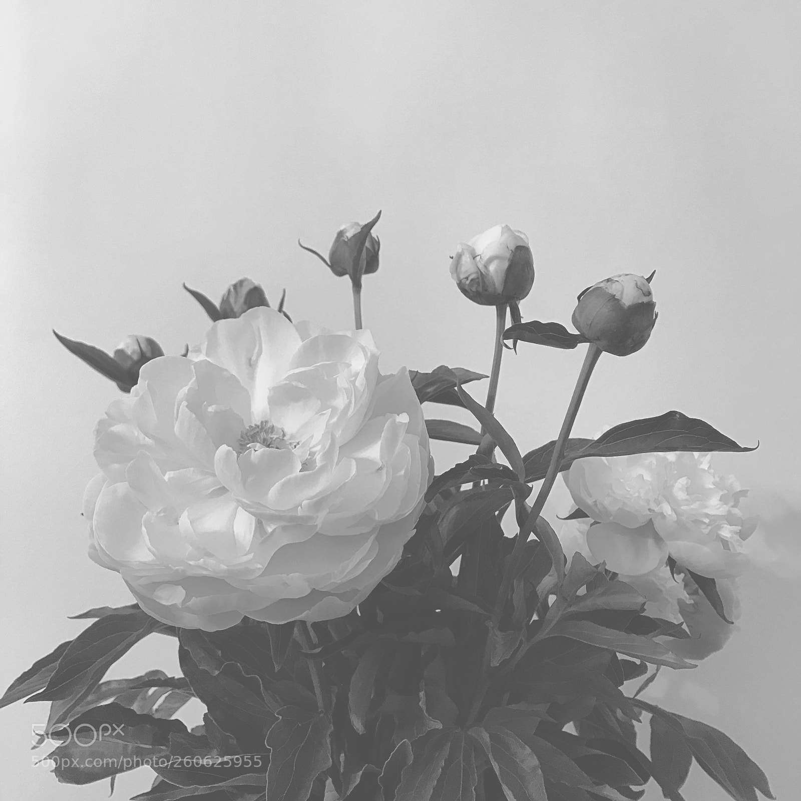 Apple iPhone 7 sample photo. Flwrsbw photography