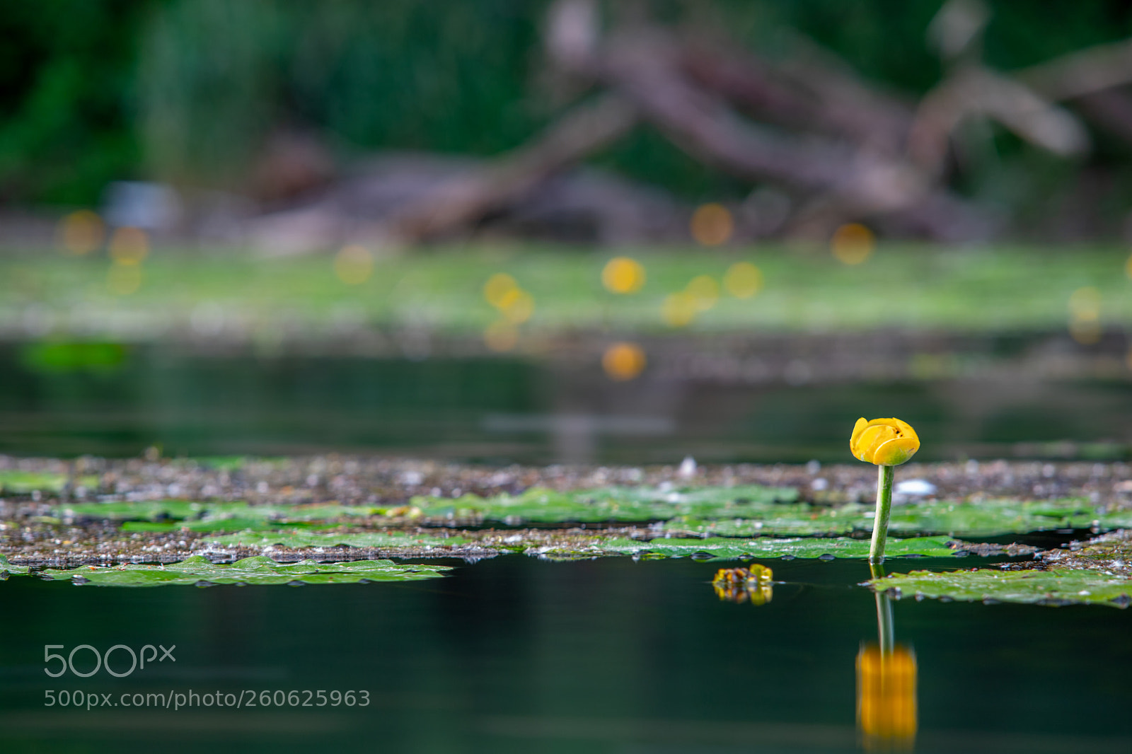 Canon EOS 6D Mark II sample photo. The yellow one photography