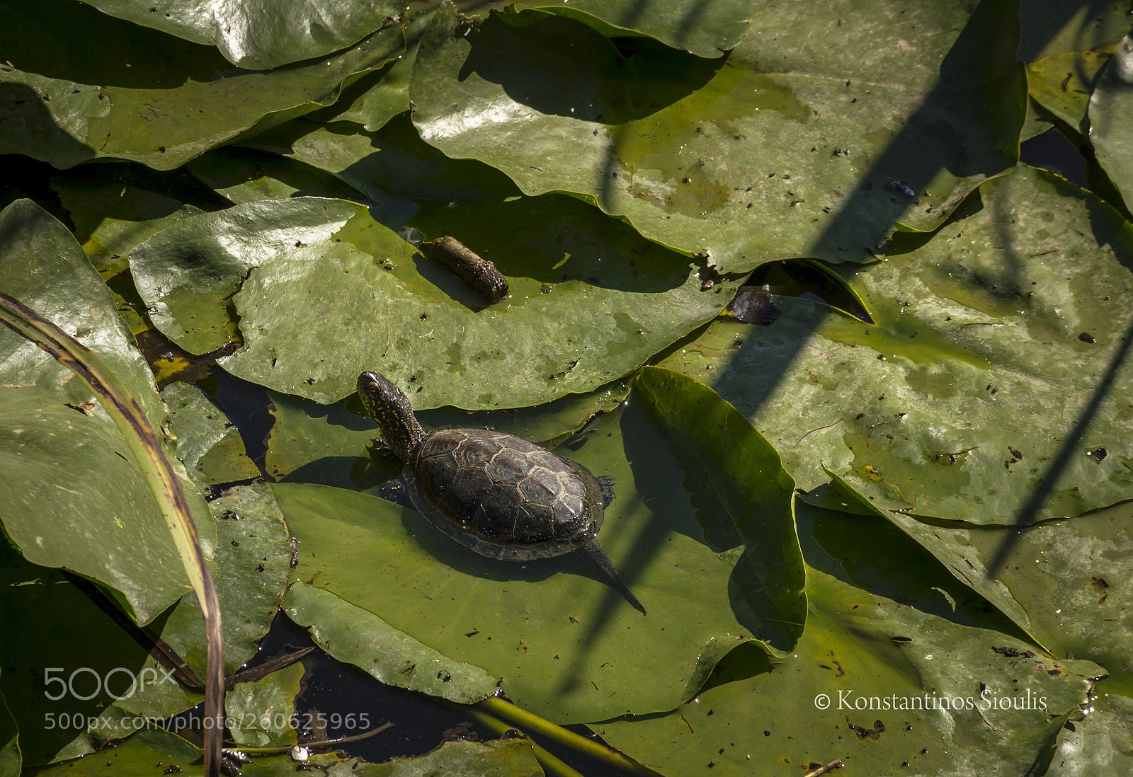 Nikon D3200 sample photo. Untitled photography