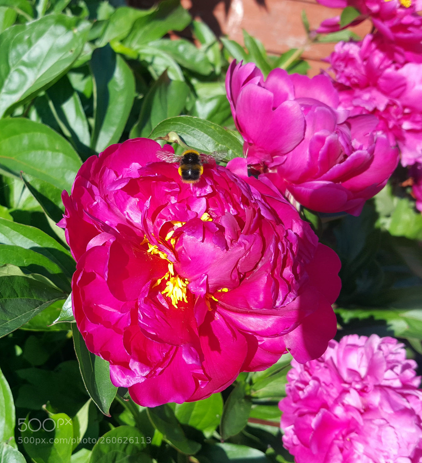 Samsung GALAXY S6 edge sample photo. Flower bee. photography