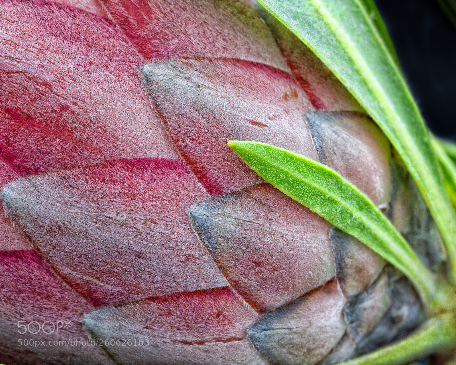 Canon EOS 7D sample photo. The scales of a photography