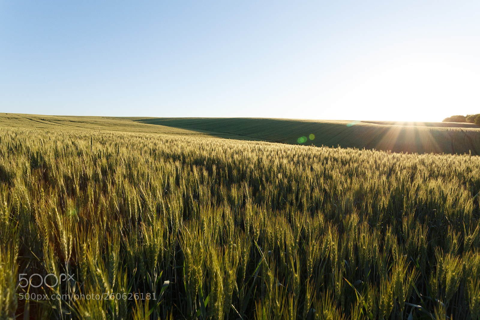 Canon EOS 6D sample photo. Wheat field is green photography