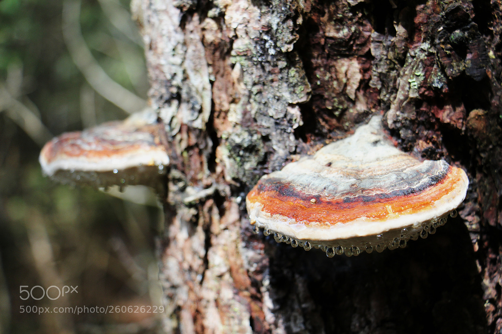 Canon EOS 100D (EOS Rebel SL1 / EOS Kiss X7) sample photo. Mushrooms after the rain photography