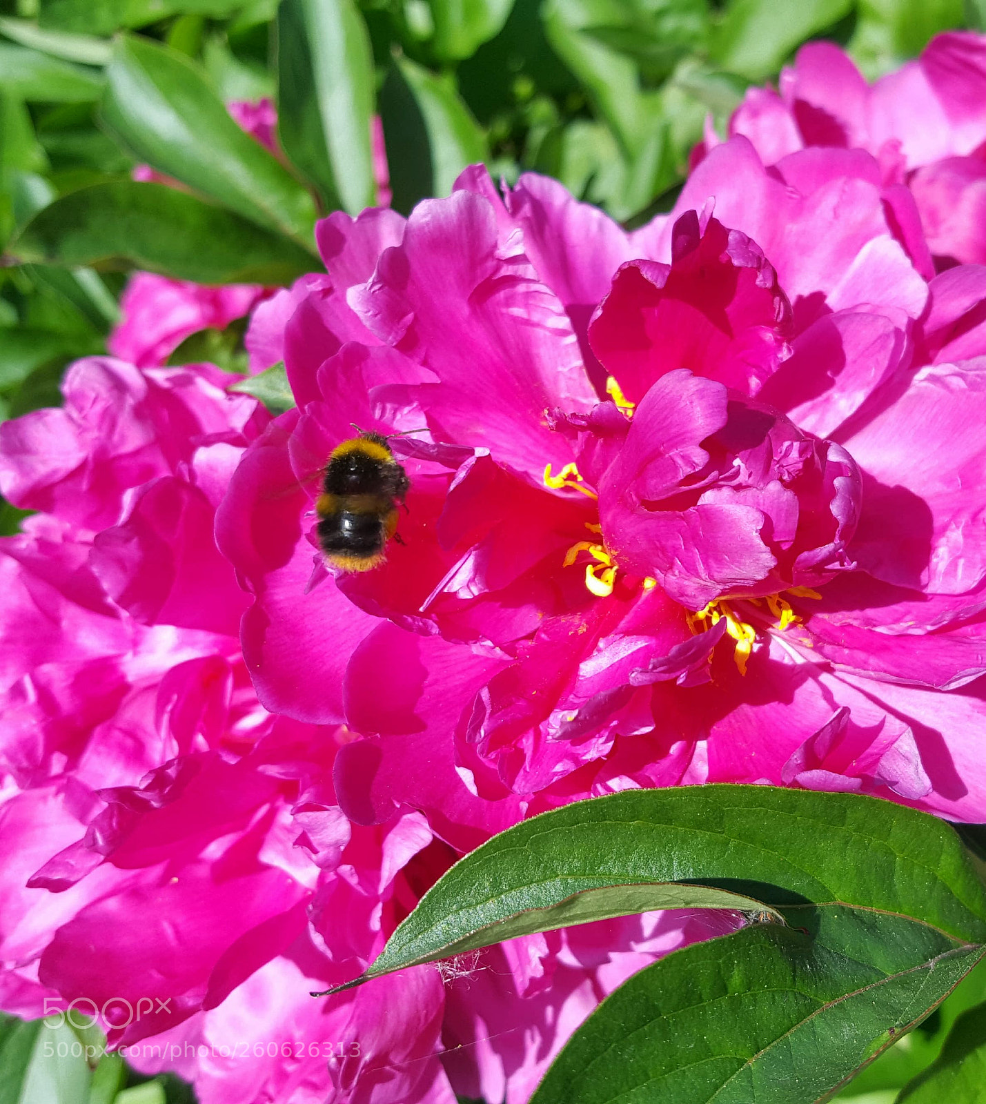 Samsung GALAXY S6 edge sample photo. Nature and the bee. photography