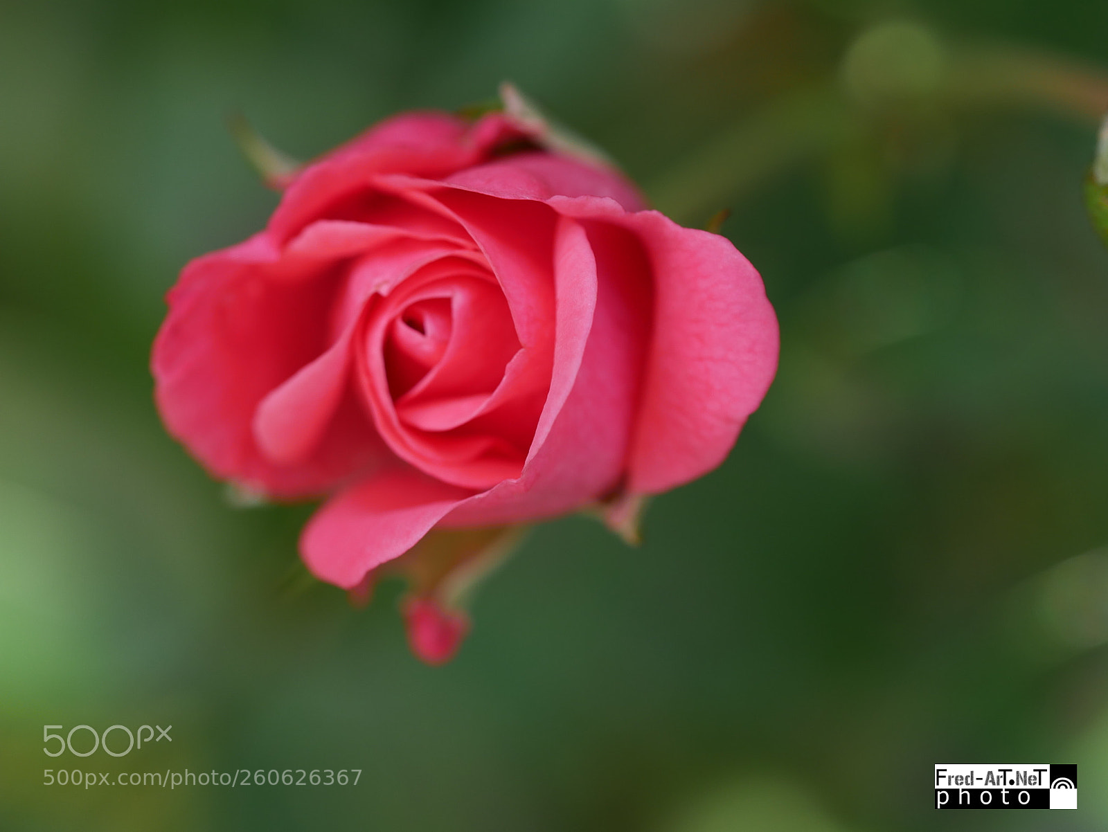 Panasonic DMC-G70 sample photo. Rose, rose... photography