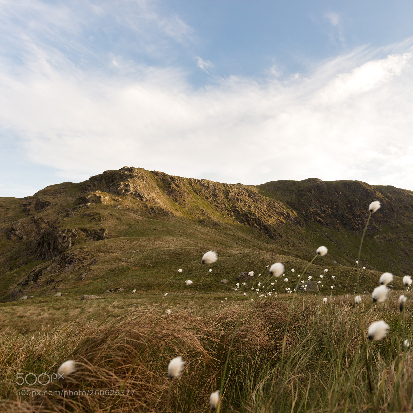 Canon EOS 5DS R sample photo. Cotton grass photography