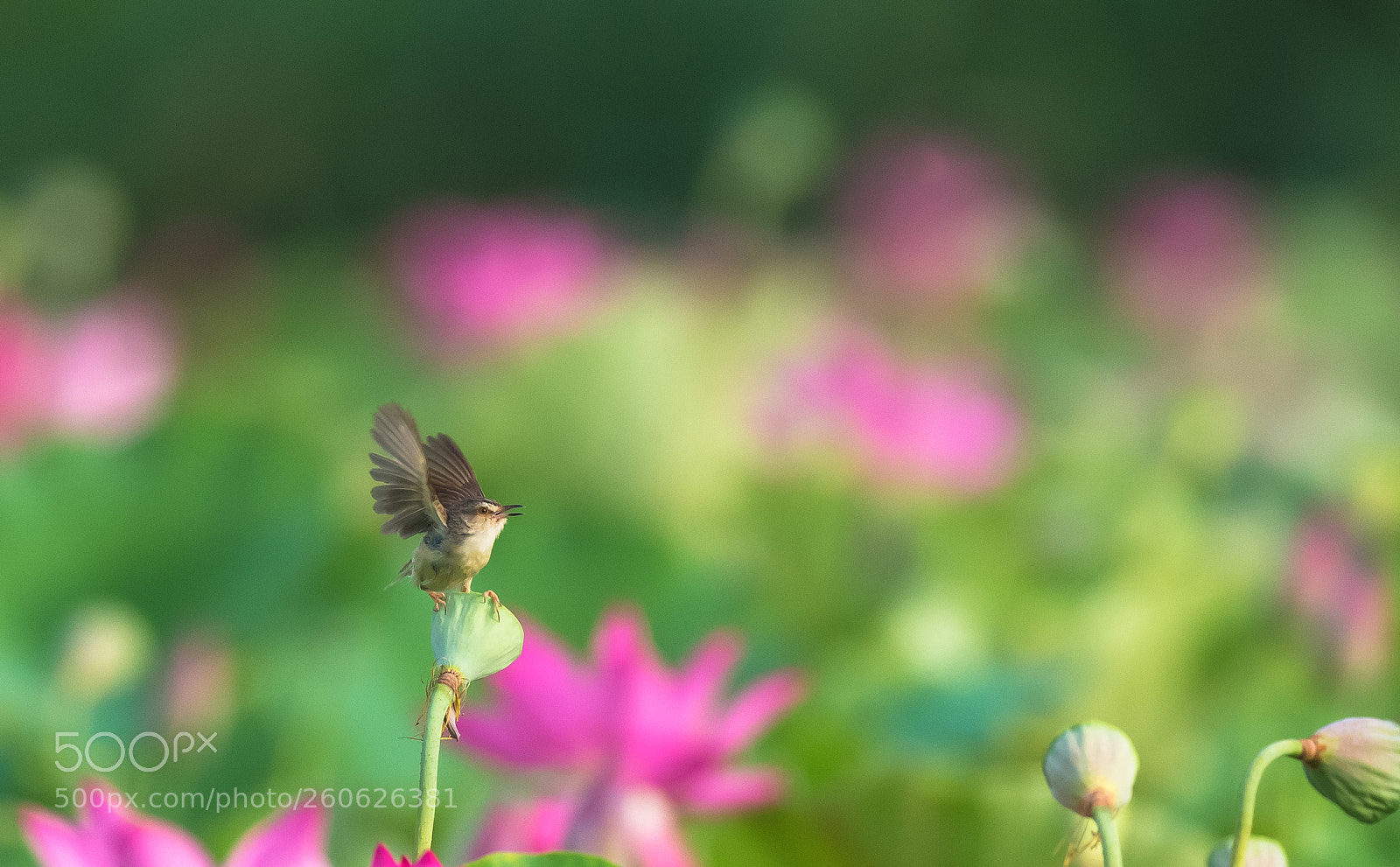 Canon EOS-1D X sample photo. Warbler in lotus pool _1 photography