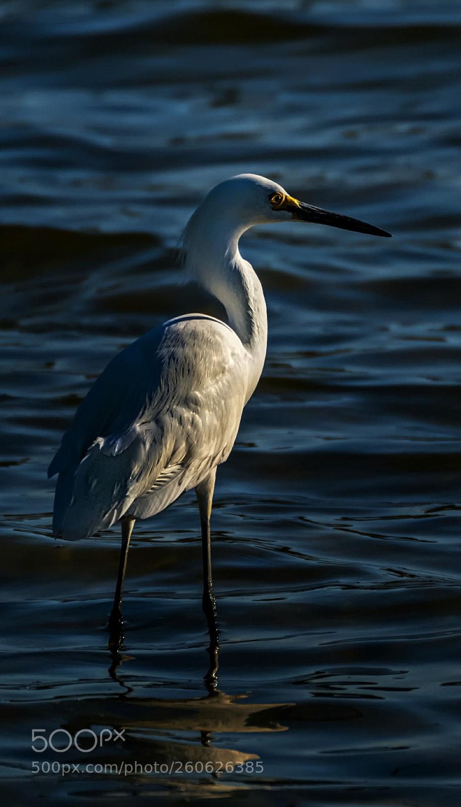 Pentax K-50 sample photo. Wading photography