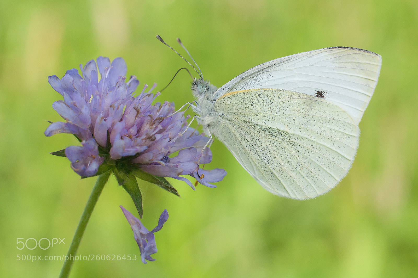 Canon EOS 350D (EOS Digital Rebel XT / EOS Kiss Digital N) sample photo. Pieris rapae, small white photography