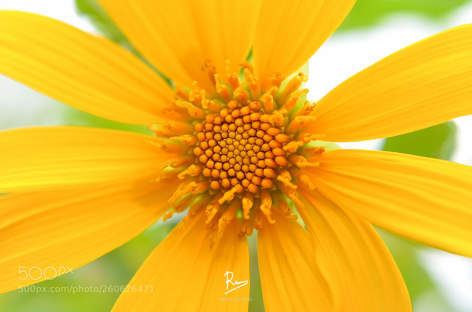 Nikon D7000 sample photo. Yellow shine photography