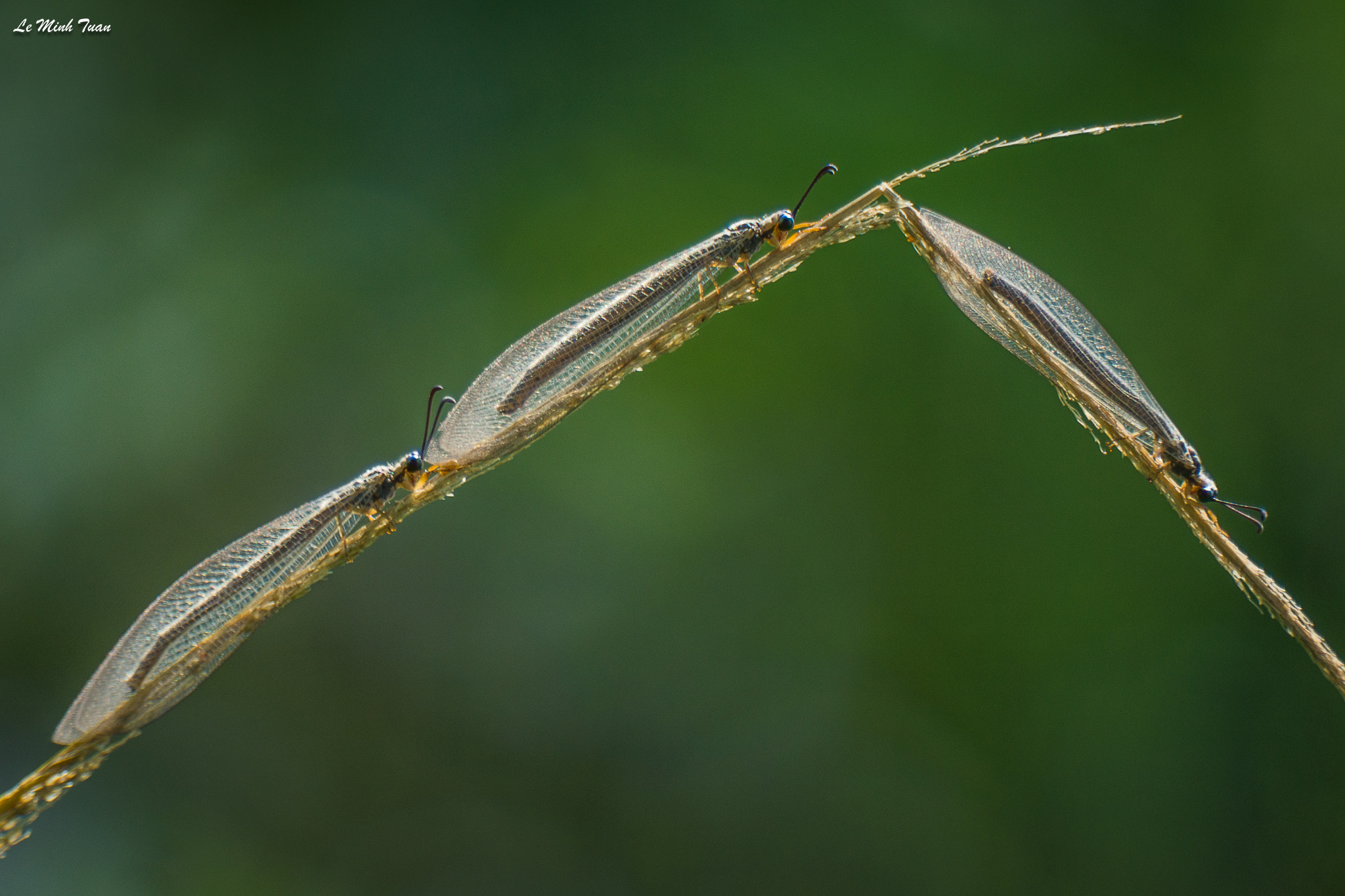 Sony Alpha NEX-7 sample photo. Lion ant photography