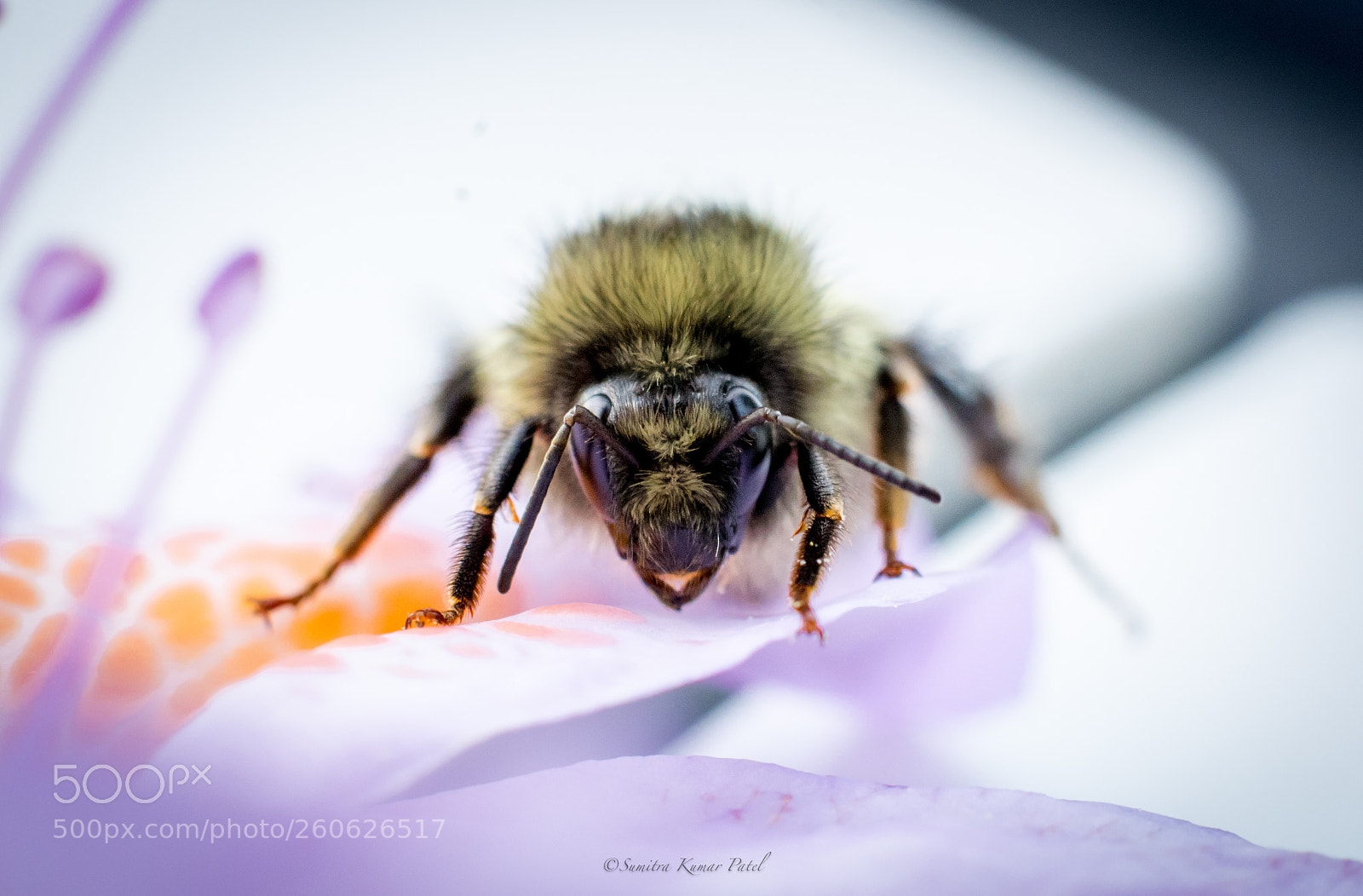 Nikon D7200 sample photo. Bee photography