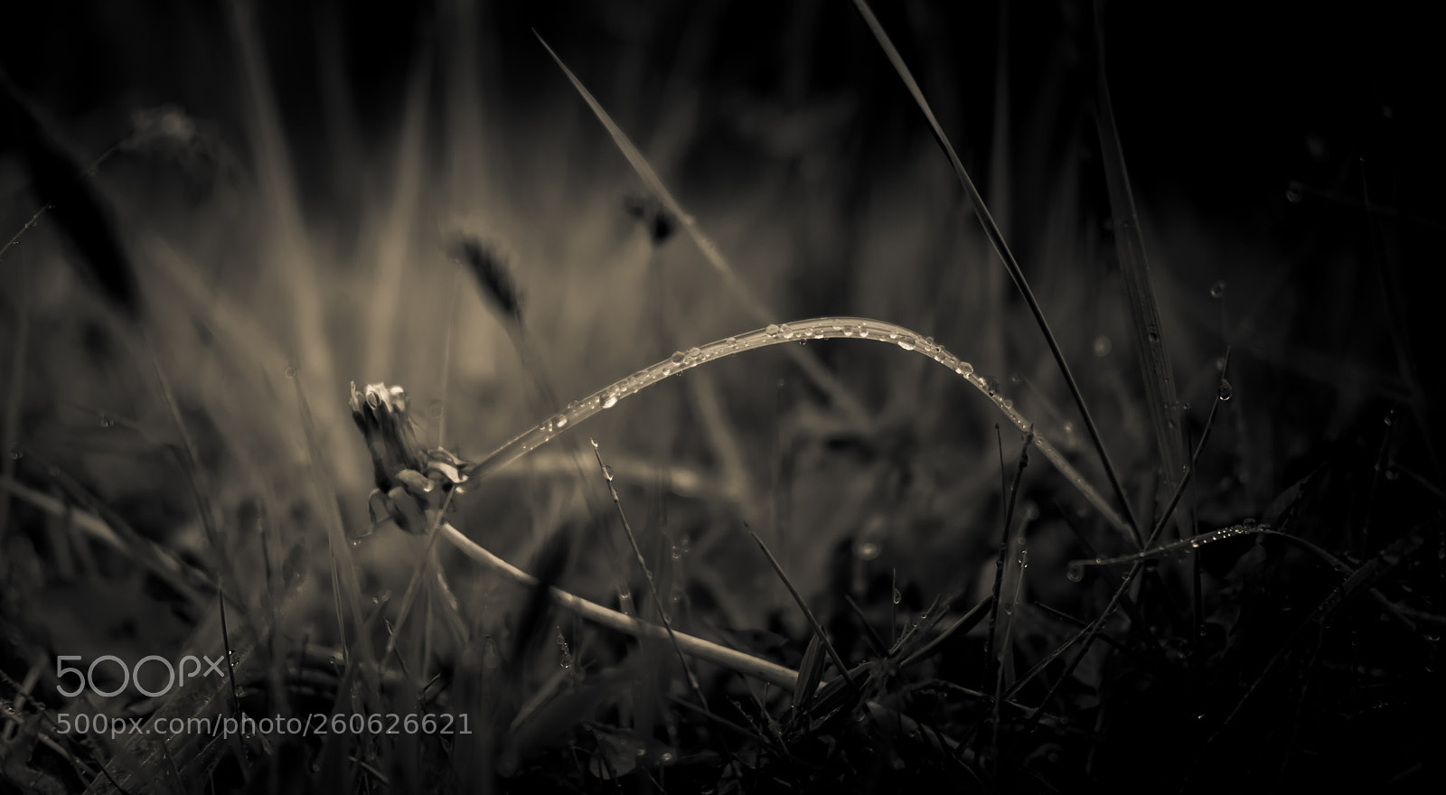 Fujifilm X-T2 sample photo. Wet grass photography