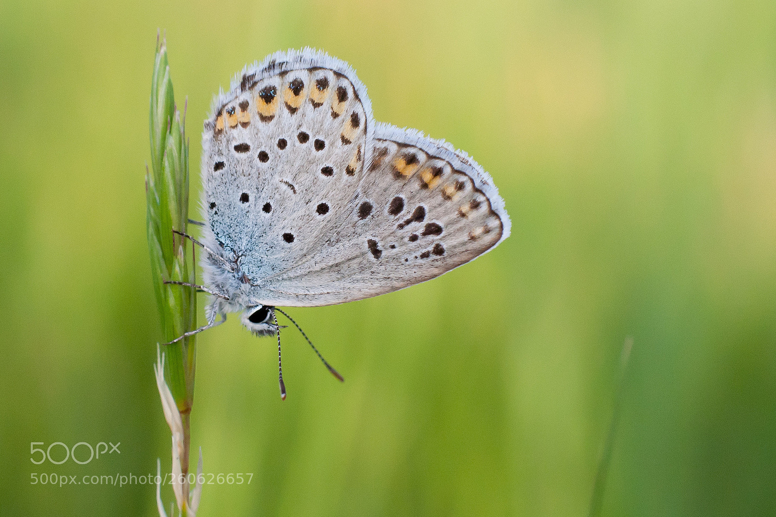 Canon EOS 350D (EOS Digital Rebel XT / EOS Kiss Digital N) sample photo. Lycaenidae, plebejus photography