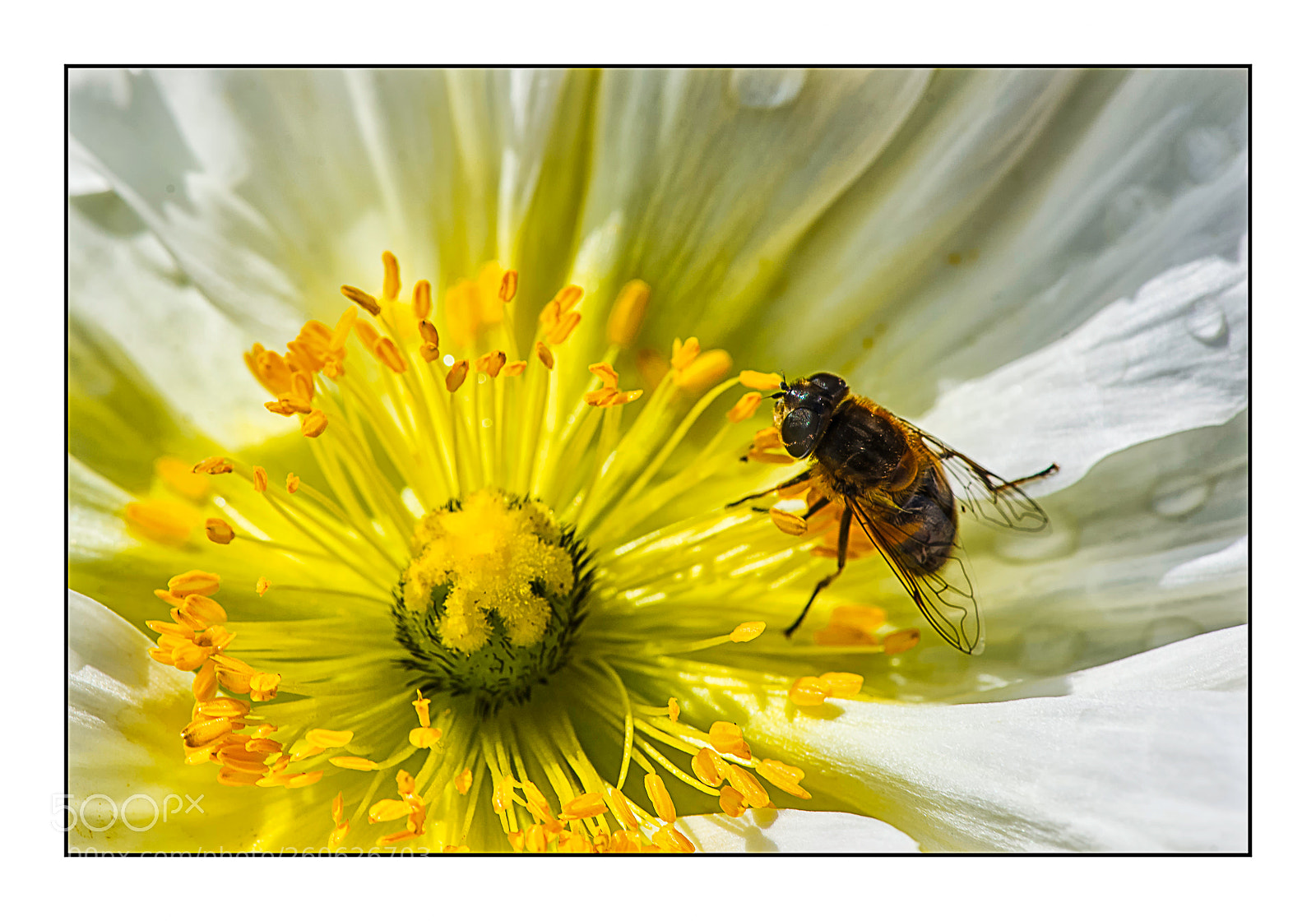 Nikon D610 sample photo. Butineuse. photography