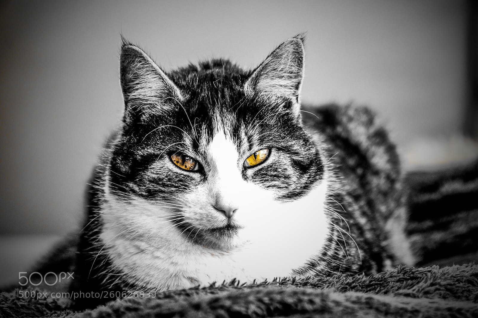 Sony a6000 sample photo. Cat photography