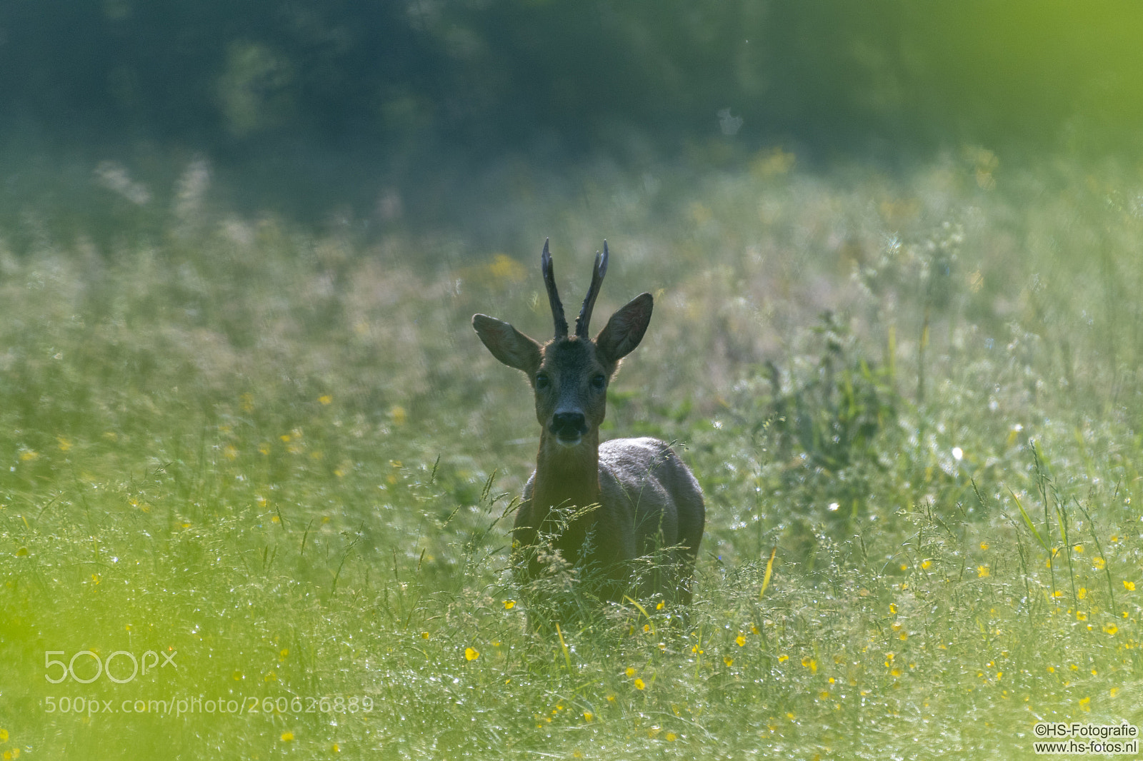 Nikon D500 sample photo. Deer trough the bushes. photography