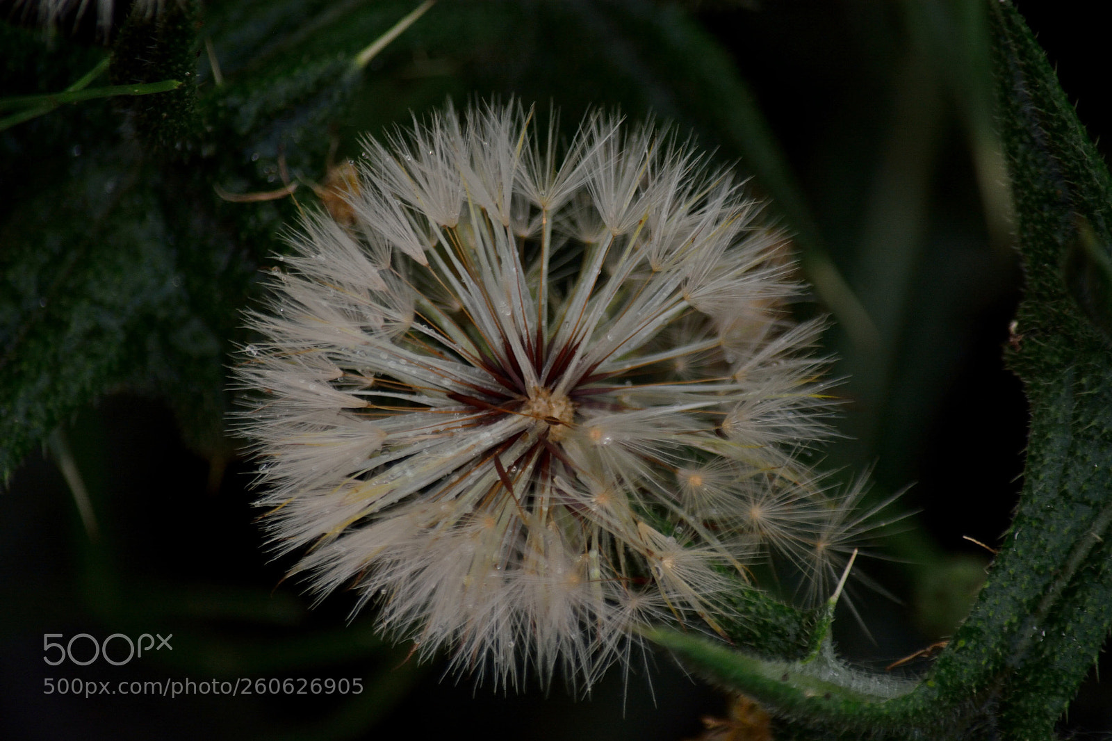 Nikon D5200 sample photo. Fledging of dandelion photography