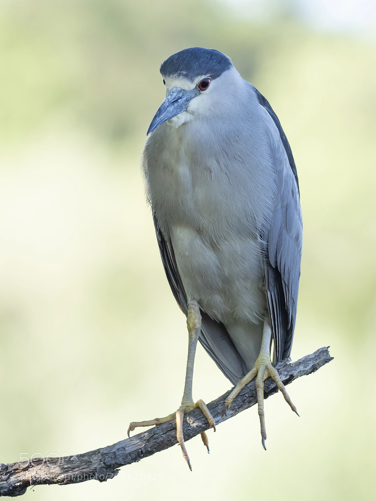 Olympus OM-D E-M1 Mark II sample photo. Black crowned night heron photography
