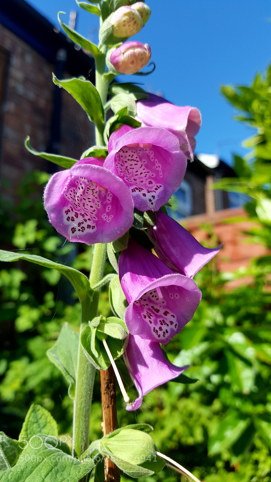 Samsung GALAXY S6 edge sample photo. Foxgloves. photography