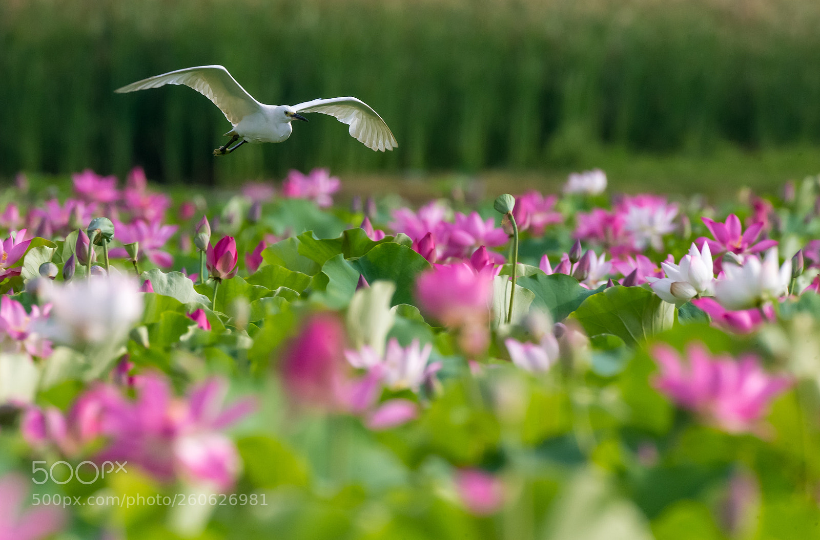 Canon EOS-1D X sample photo. Fishing in lotus pool_1 photography
