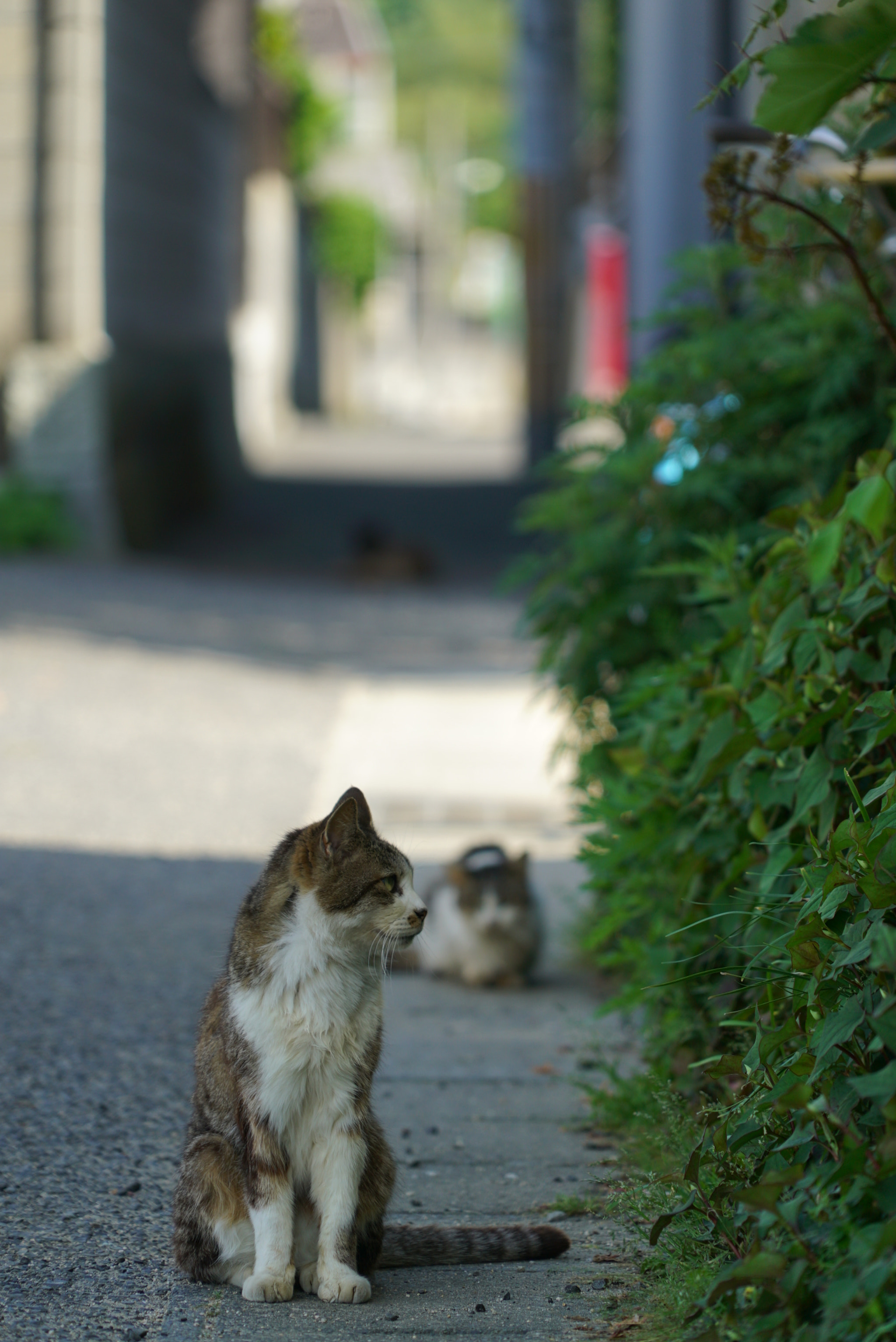 Sony a7S + Sony FE 24-240mm F3.5-6.3 OSS sample photo