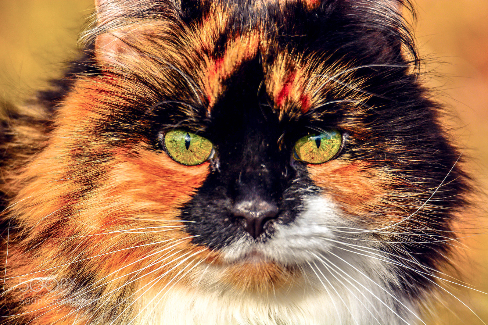 Nikon D7100 sample photo. Hypnotizing eyes! photography