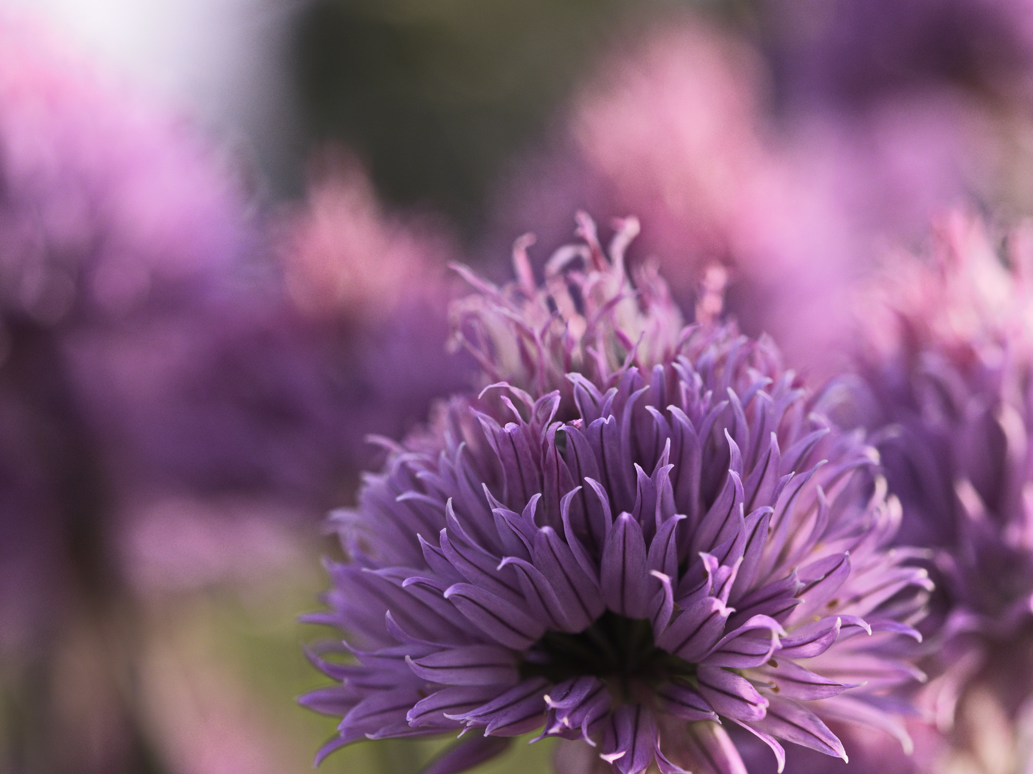 Panasonic Lumix DMC-GX8 sample photo. Pastel-colored photography
