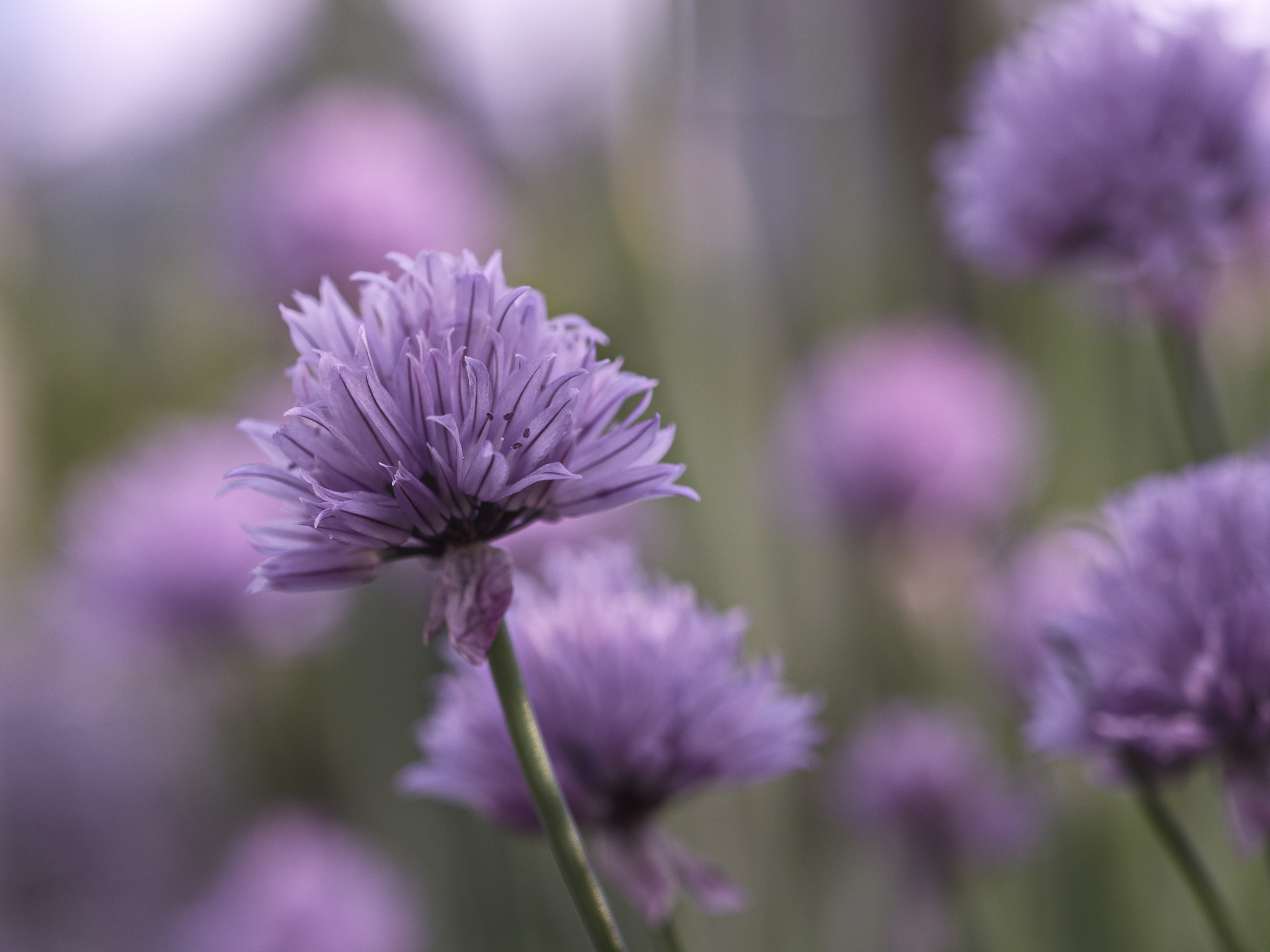 Panasonic Lumix DMC-GX8 sample photo. Pastel-colored photography