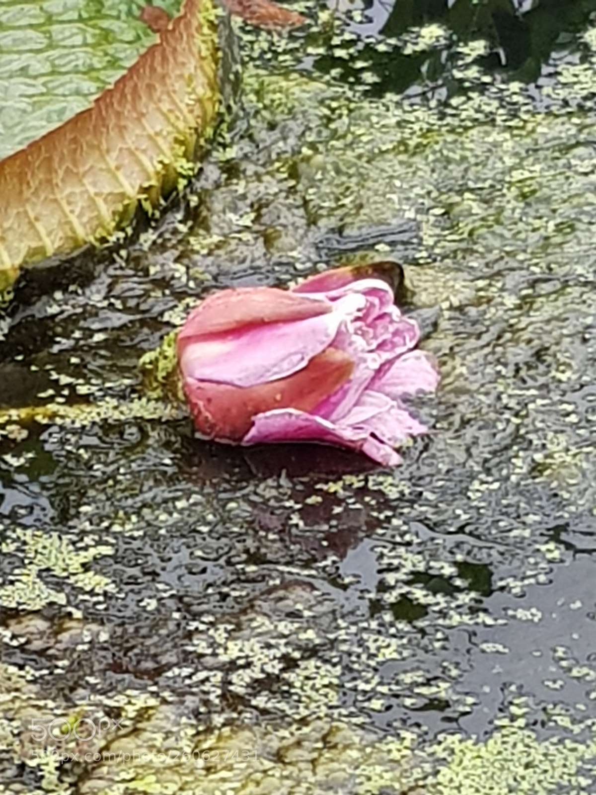 Samsung Galaxy S8 sample photo. Untitled photography