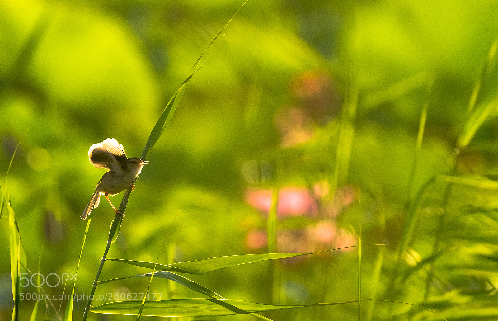 Canon EOS-1D X sample photo. Singing morning photography