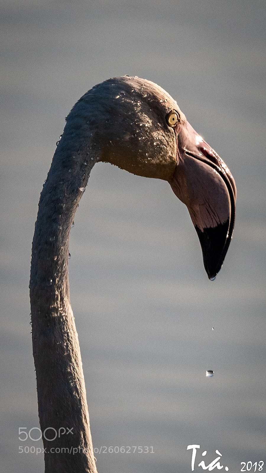 Nikon D810 sample photo. Flamenc photography