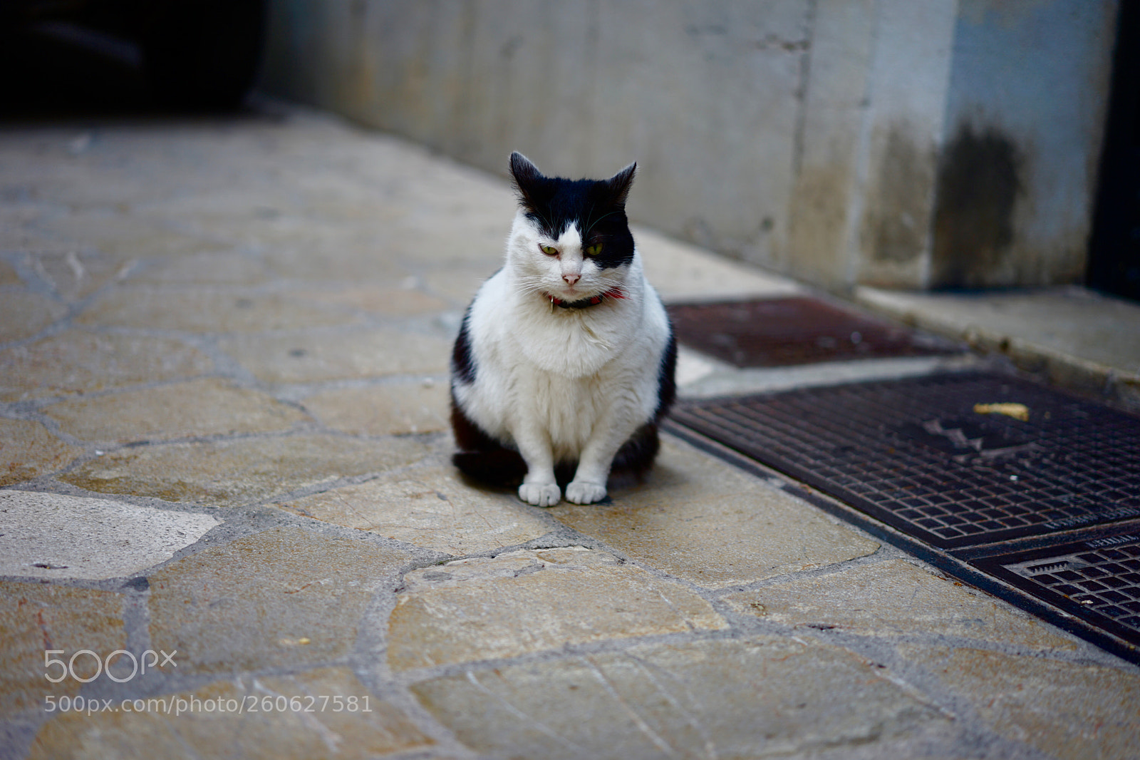 Sony a7 II sample photo. Angry cat photography