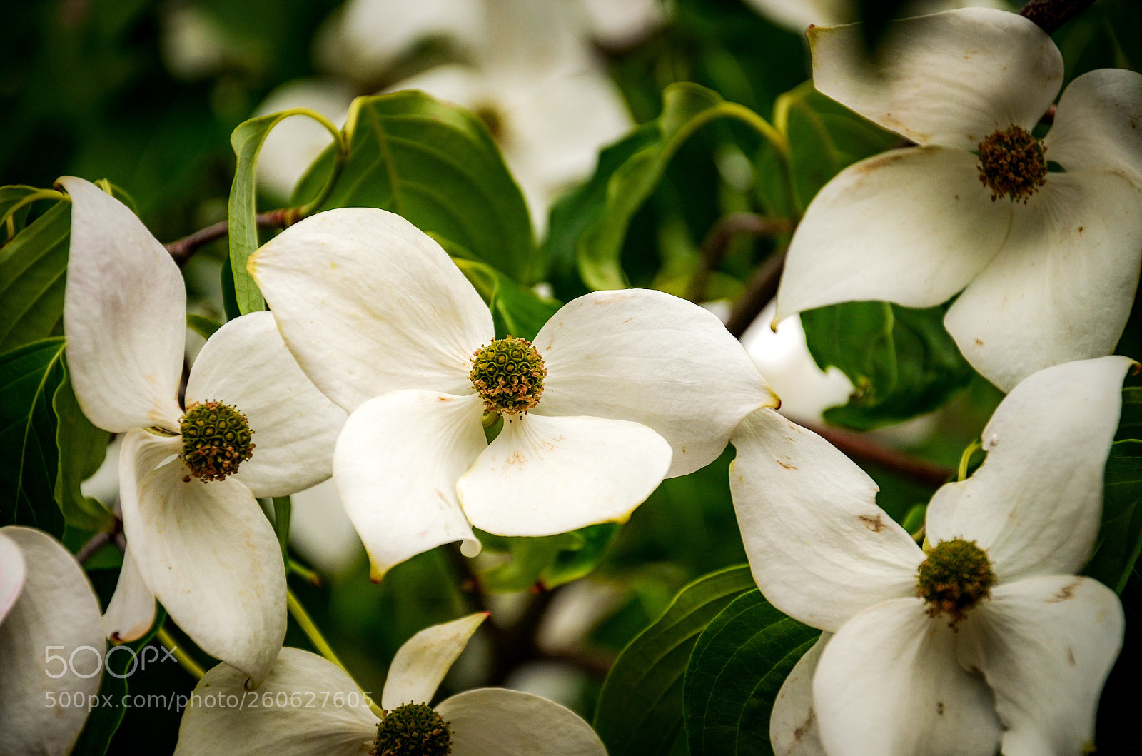 Nikon D7000 sample photo. Bright photography