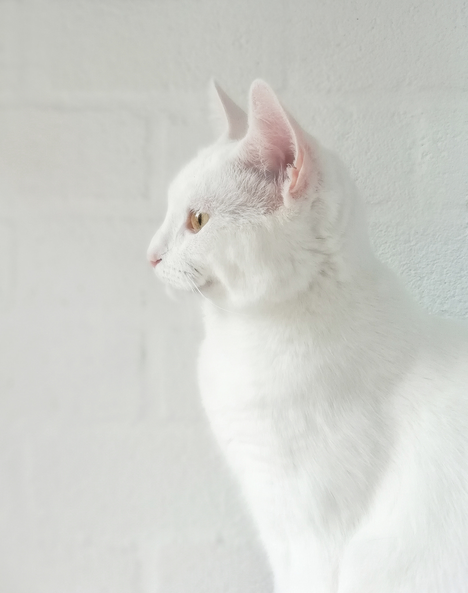 HUAWEI FIG-LX1 sample photo. Badu the white photography