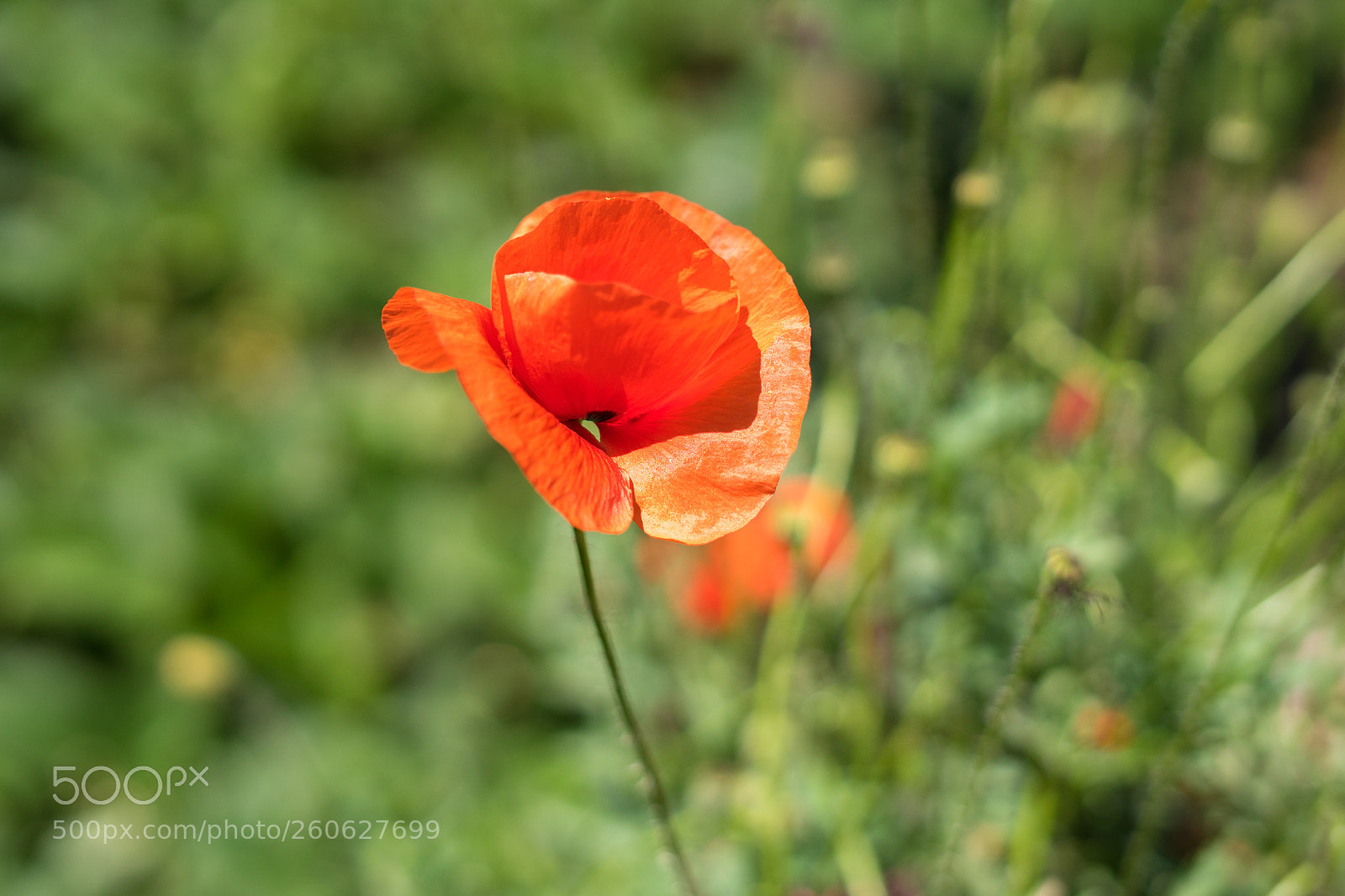 Sony a7 II sample photo. Dsc photography