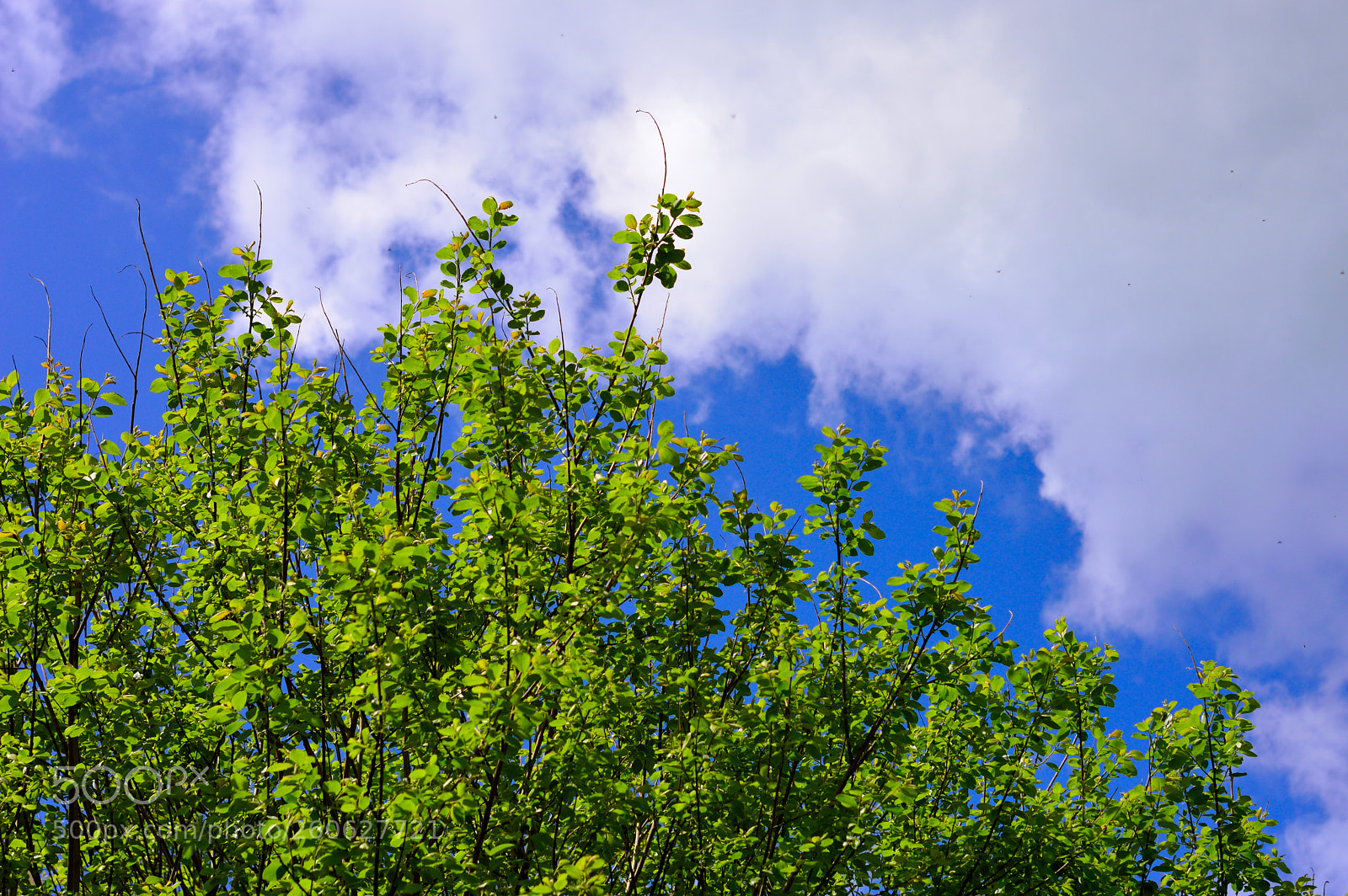 Nikon D3200 sample photo. Tree tops and sky photography