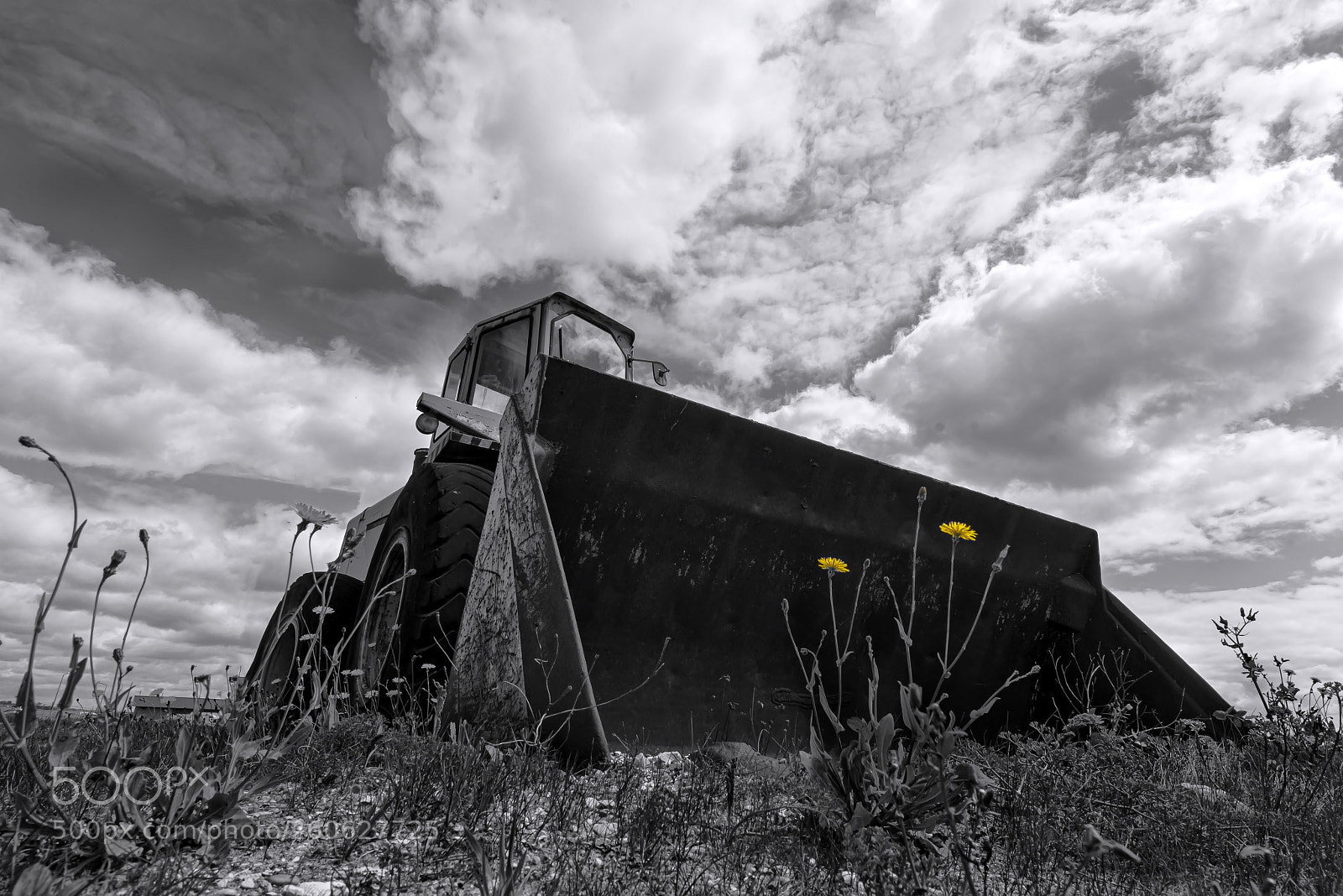 Nikon D800 sample photo. Marigold photography