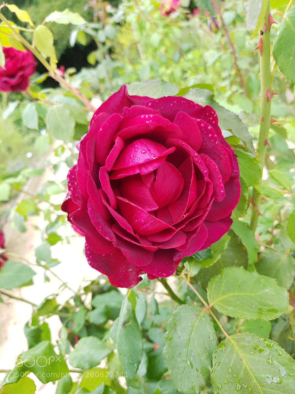 Samsung Galaxy S8 sample photo. Untitled photography
