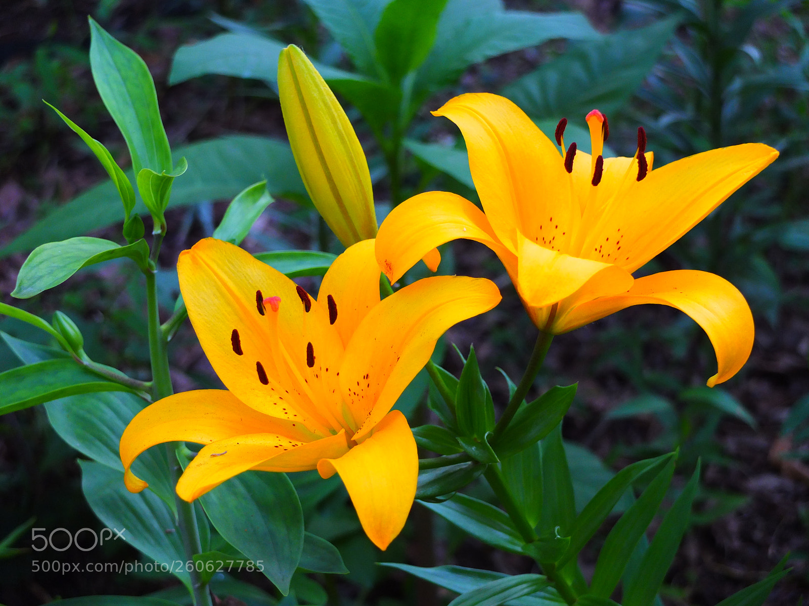 Fujifilm X10 sample photo. Untitled photography