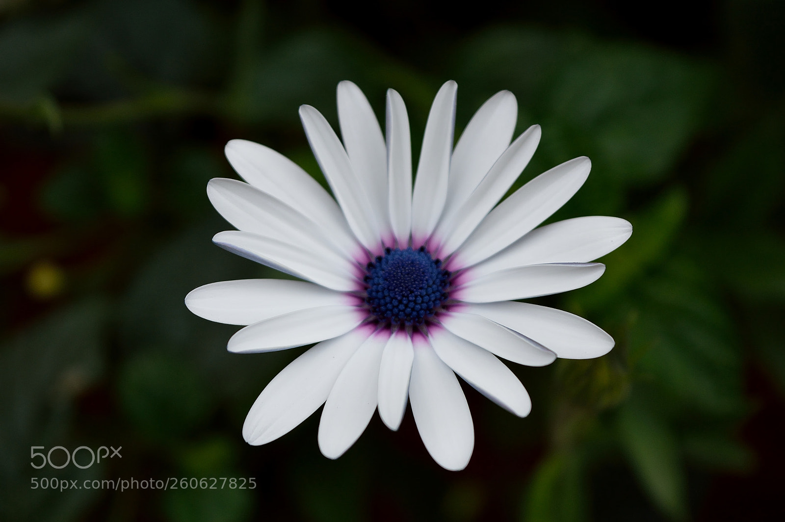 Nikon D3200 sample photo. Flor con p talos photography