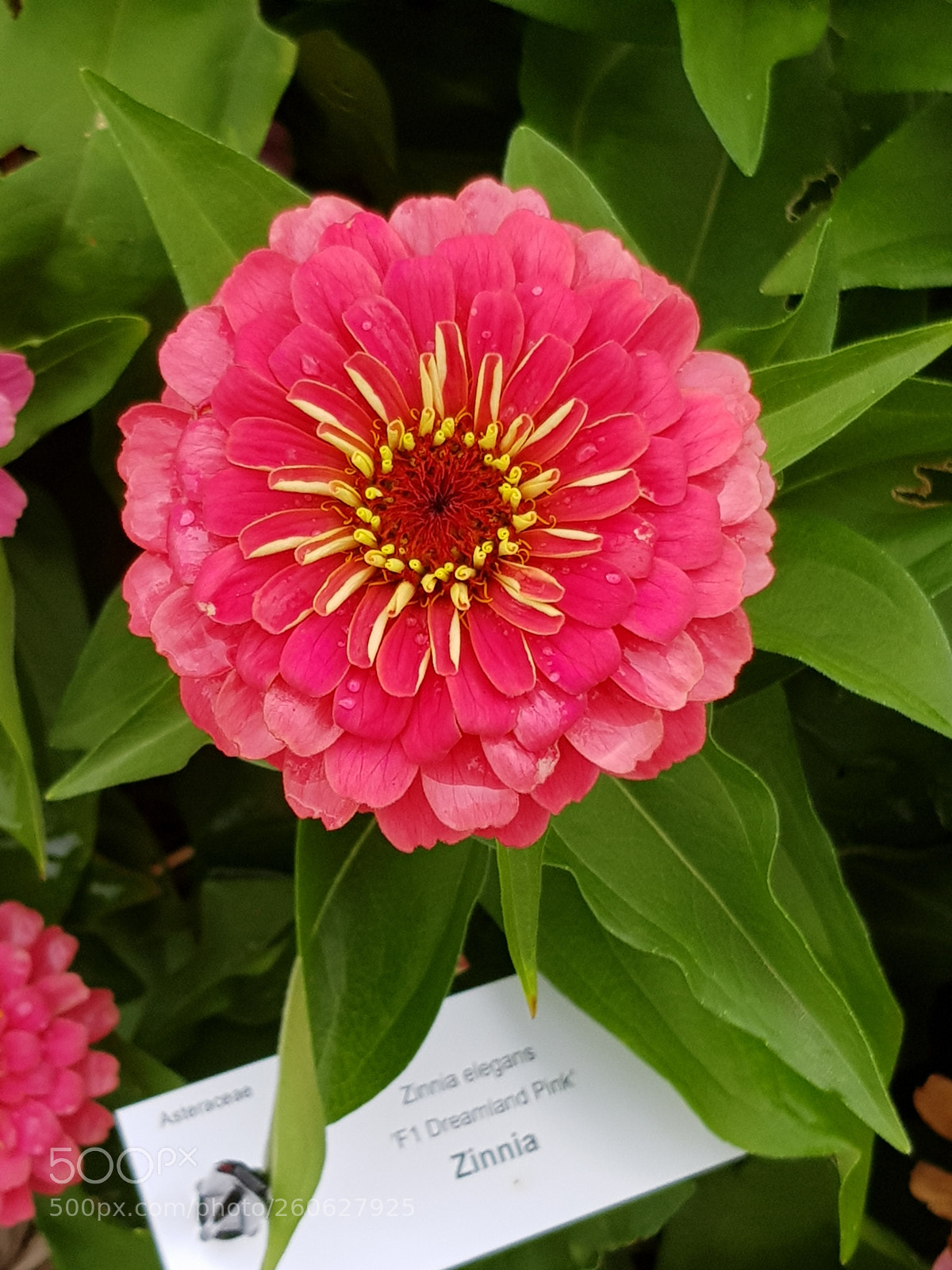 Samsung Galaxy S8 sample photo. Untitled photography