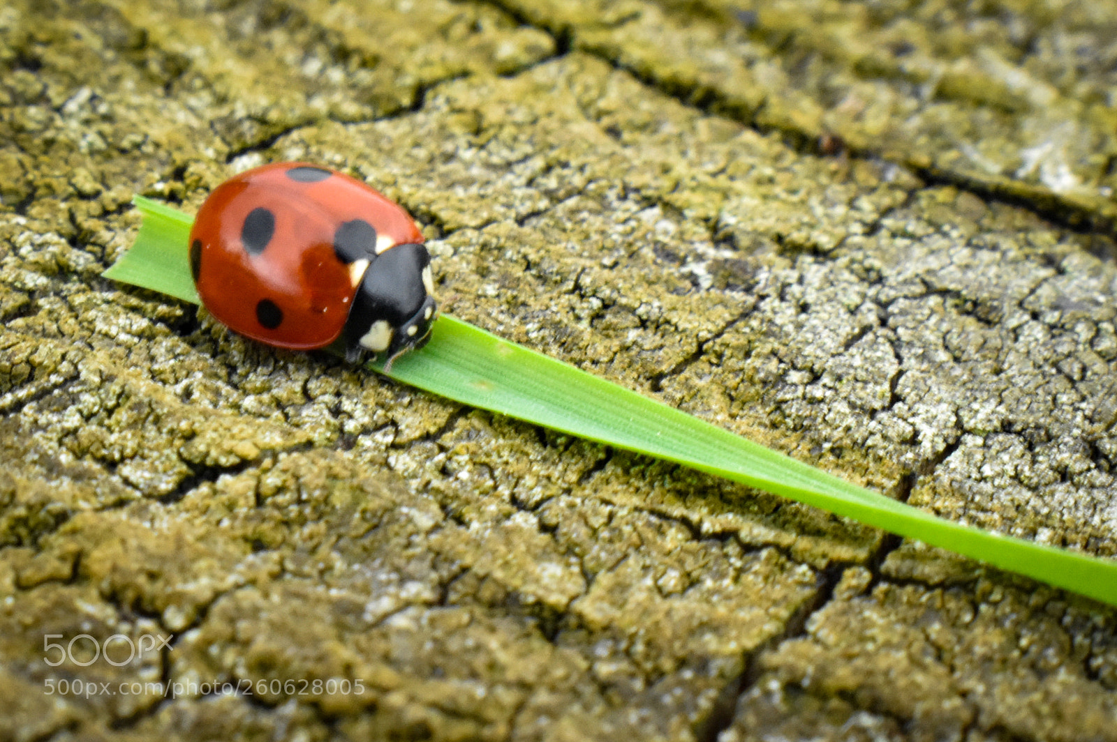 Nikon D3400 sample photo. Minimal ladybug photography