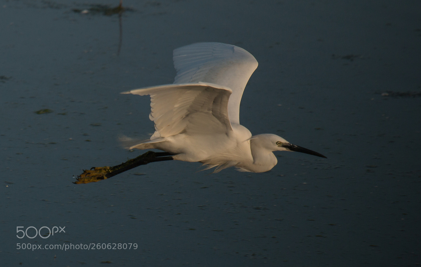 Canon EOS 70D sample photo. Egret in flight photography
