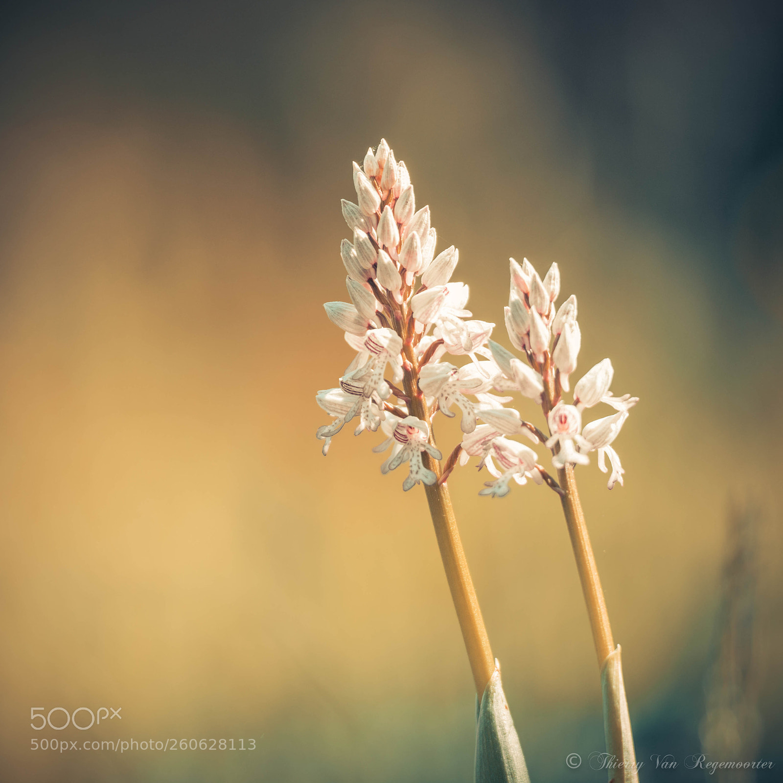 Nikon D7100 sample photo. Orchidée sauvage photography